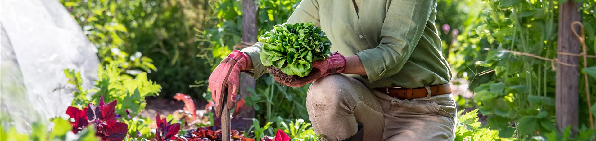 Gartenarbeit - Frau mit Salat und Gartenschaufel 