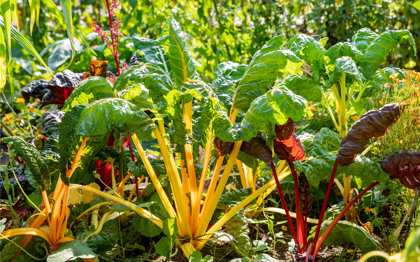 Gemüsesamen liefern eine leckere und knackige Ernte