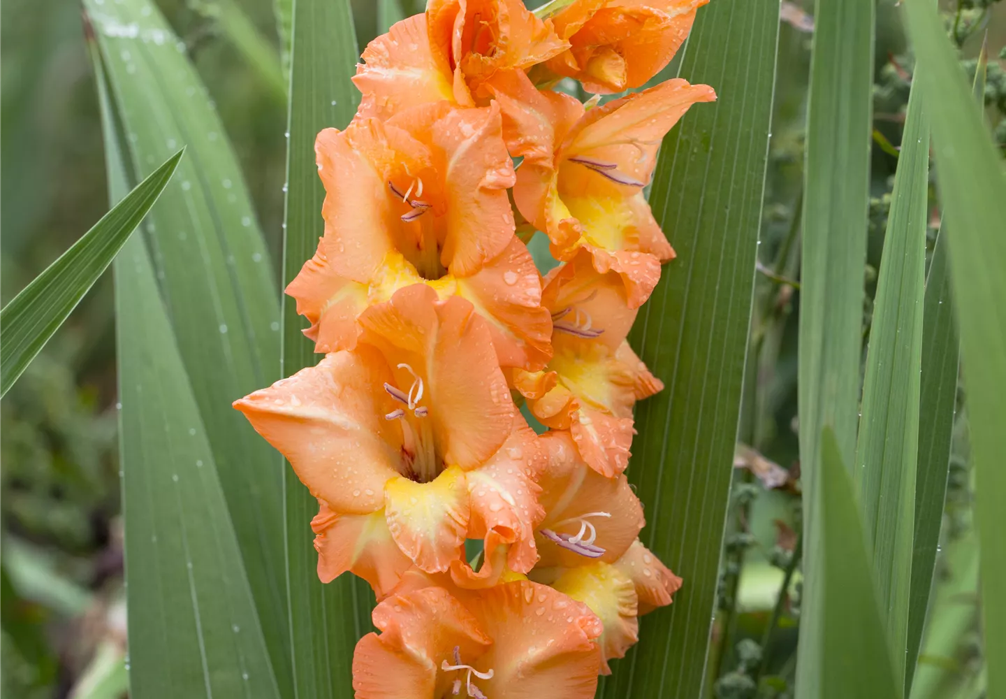 Gladiolus, orange-gelb