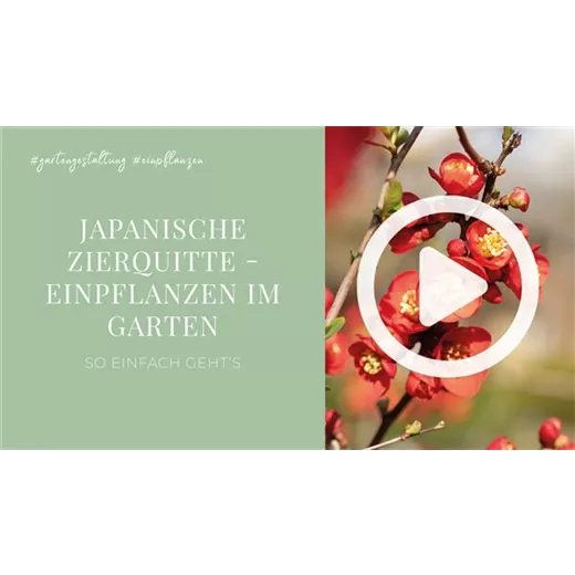 Japanische Zierquitte - Einpflanzen im Garten