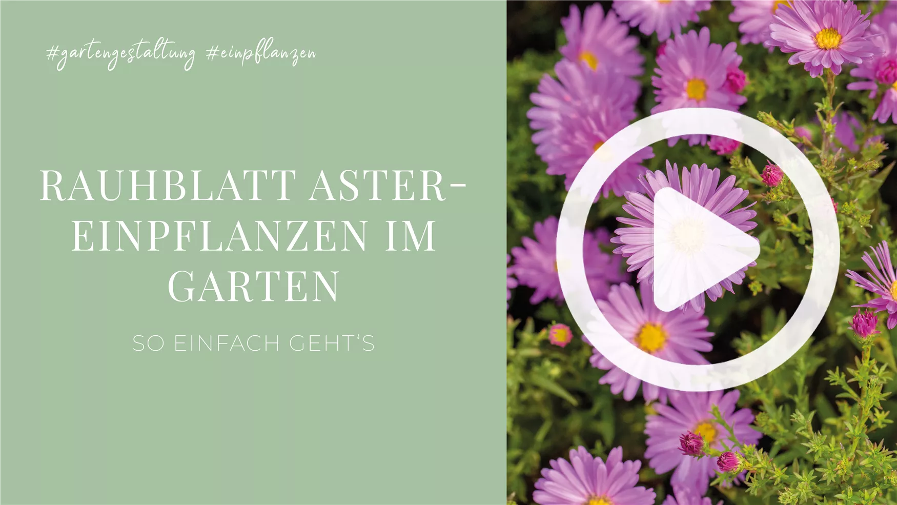 Rauhblatt Aster- Einpflanzen im Garten