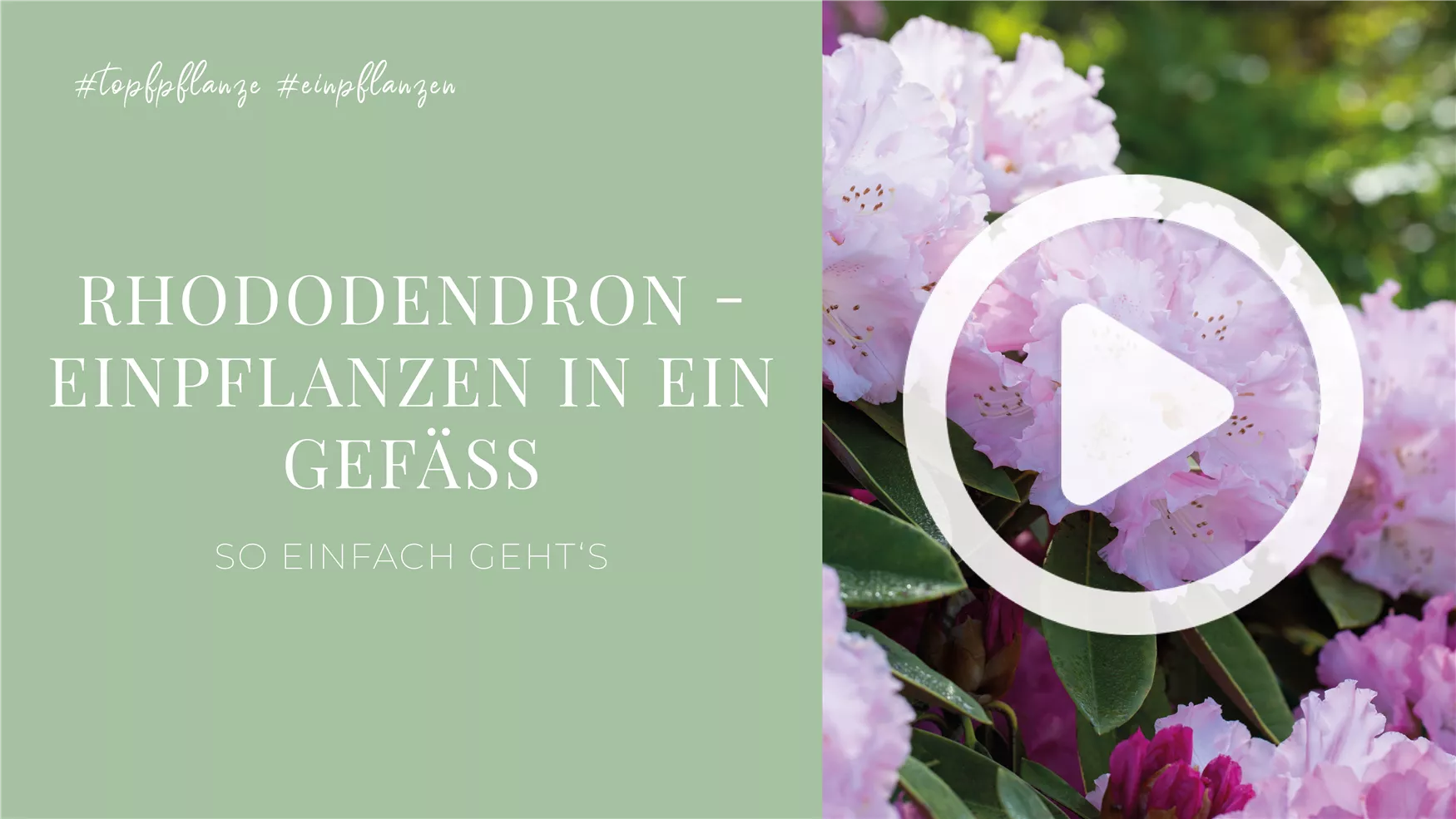 Rhododendron - Einpflanzen in ein Gefäß
