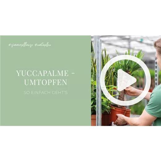 Yuccapalme - Umtopfen