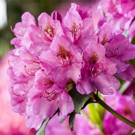 So gelingt die Pflege des Rhododendrons ohne Probleme