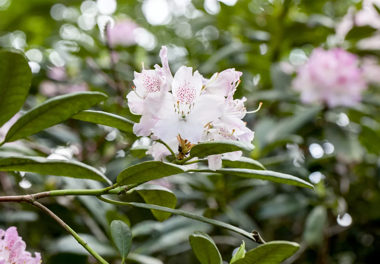 Rhododendron 'Pink Flair'