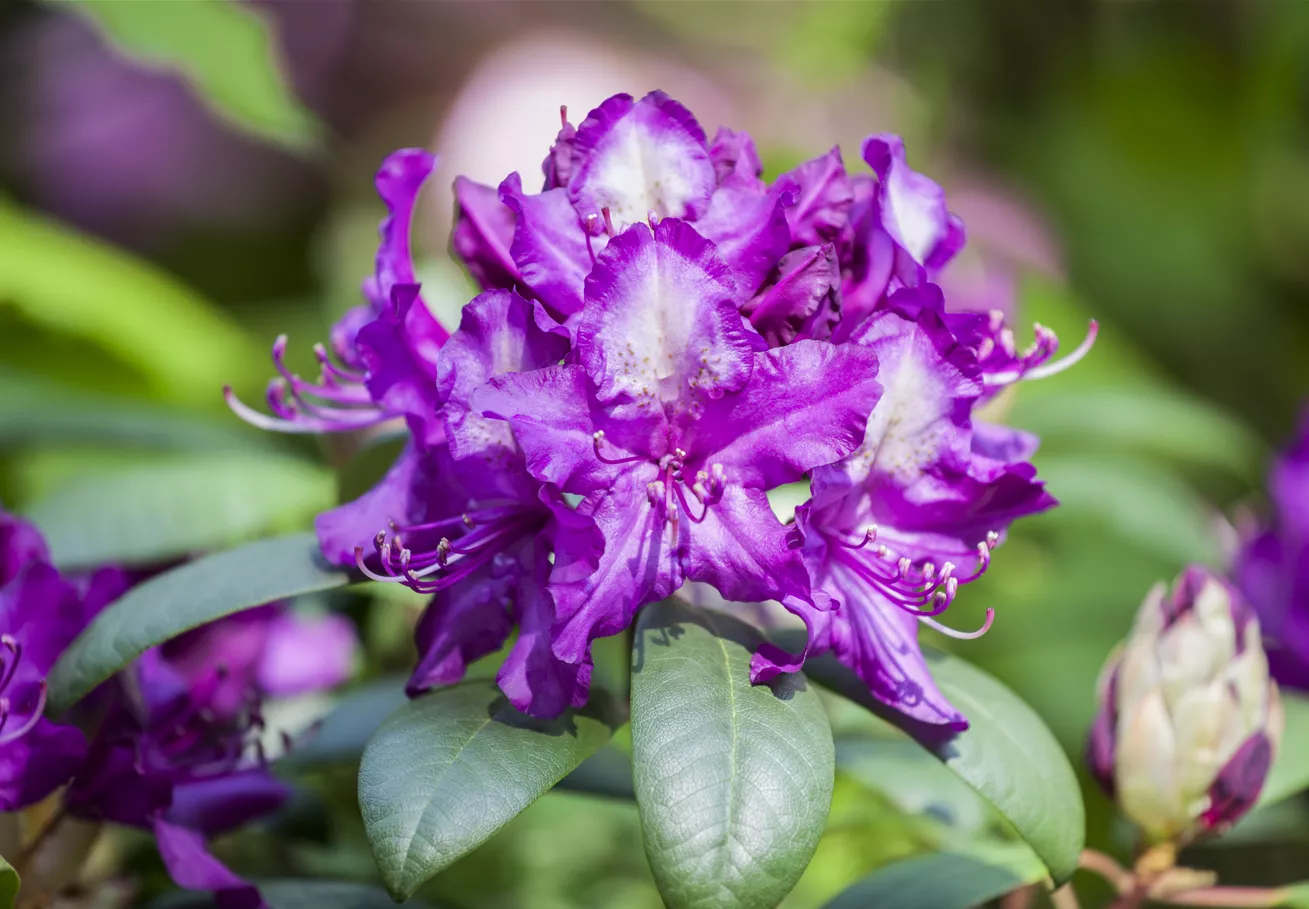 Rhododendron 'Tonika'