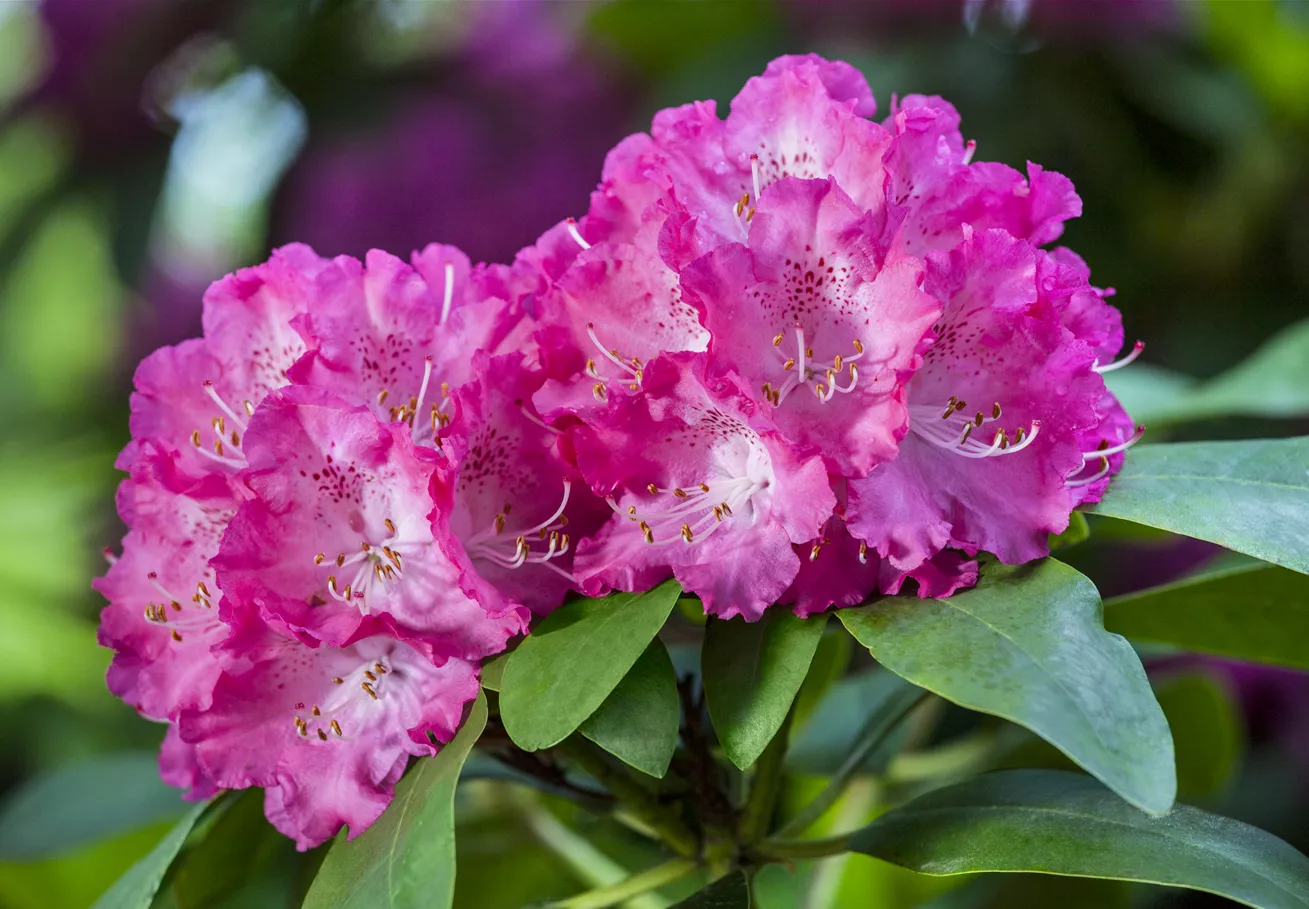 Rhododendron 'Quinte'