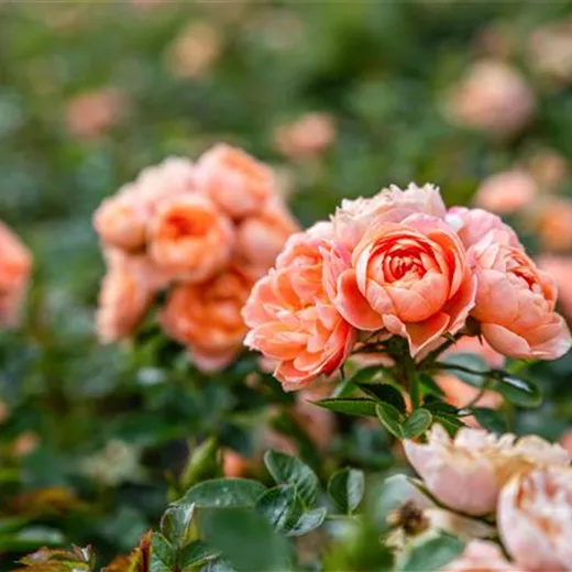 Rosige Zeiten: Die beliebtesten Rosen für den Garten