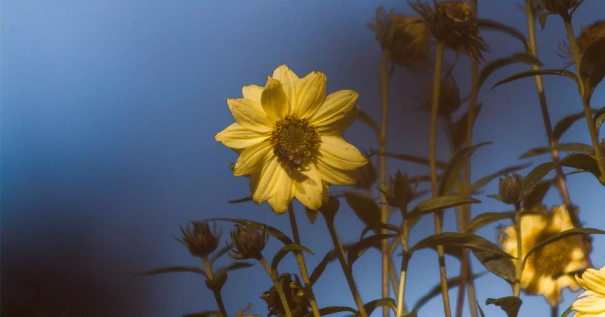 Riesen Sonnenblume G Nstig Online Kaufen Florado De