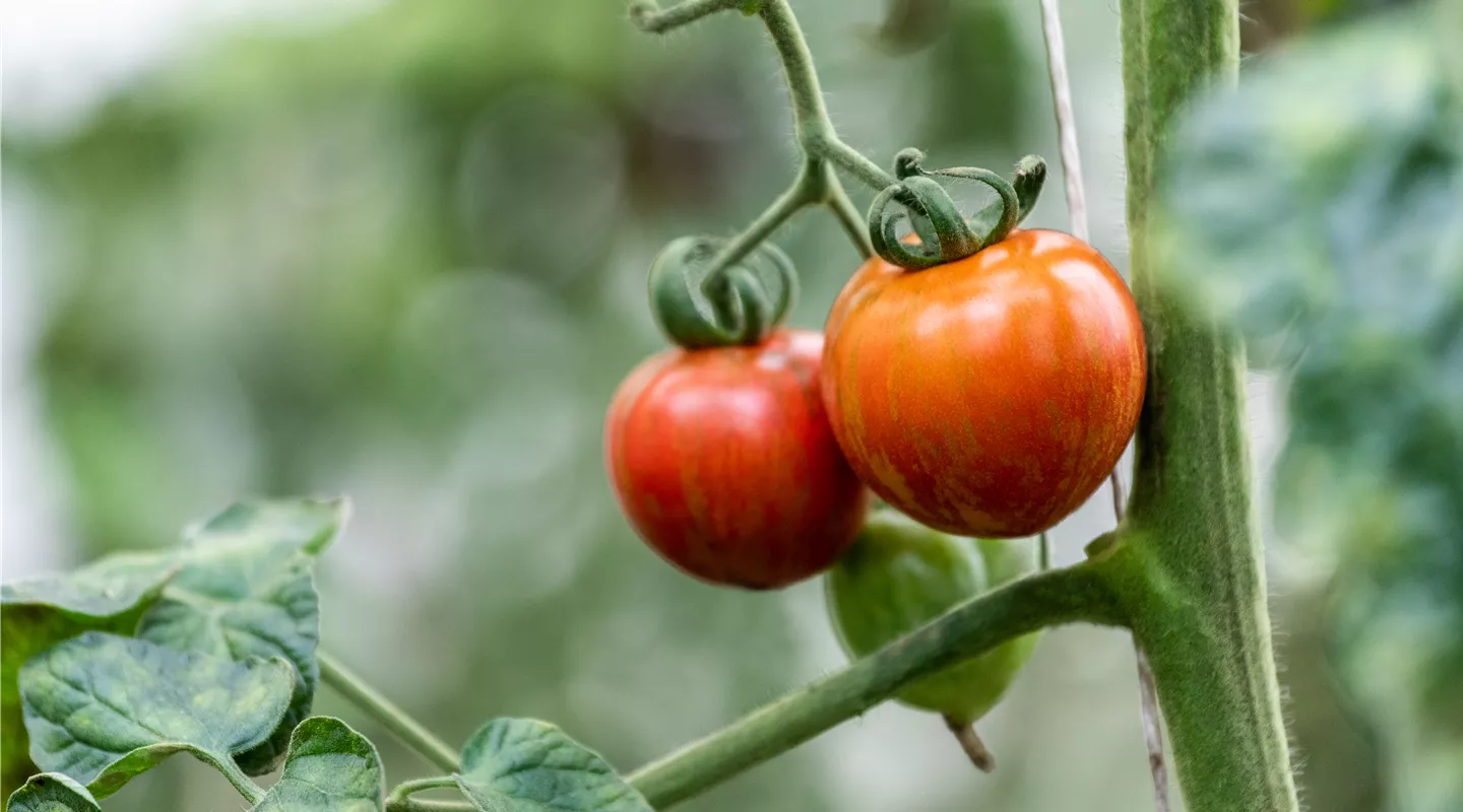 Tomatendünger sorgt für eine reiche und leckere Ernte