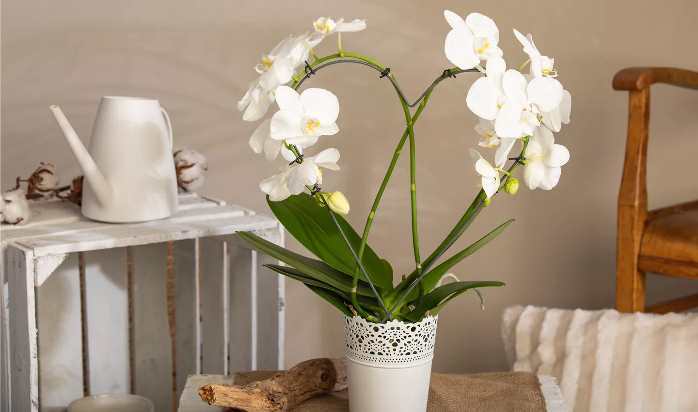 Orchideen bereichern jeden Raum