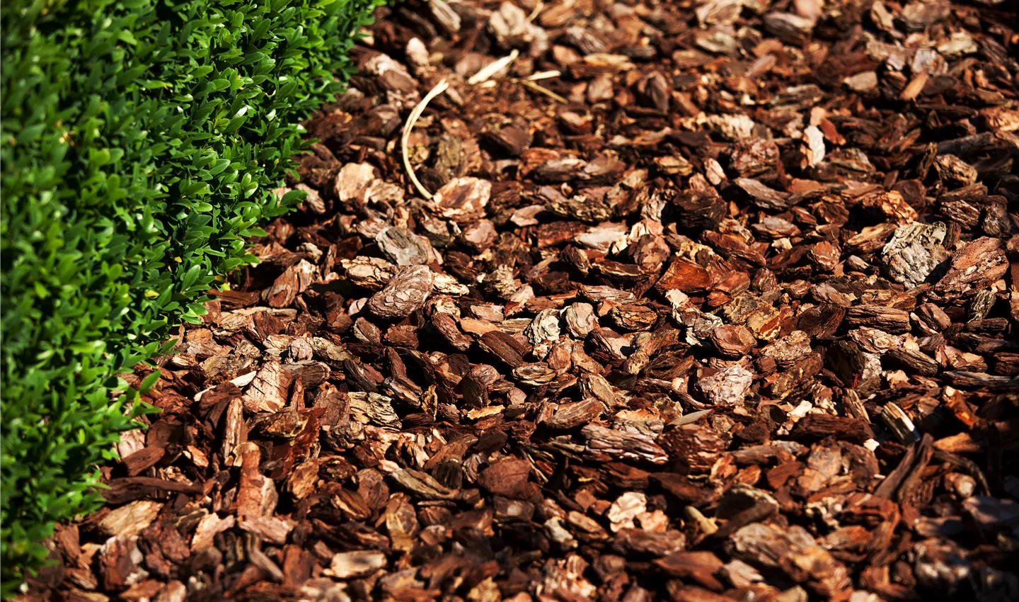 Grobe Pinienrinde ist perfekt für Wege im Garten geeignet