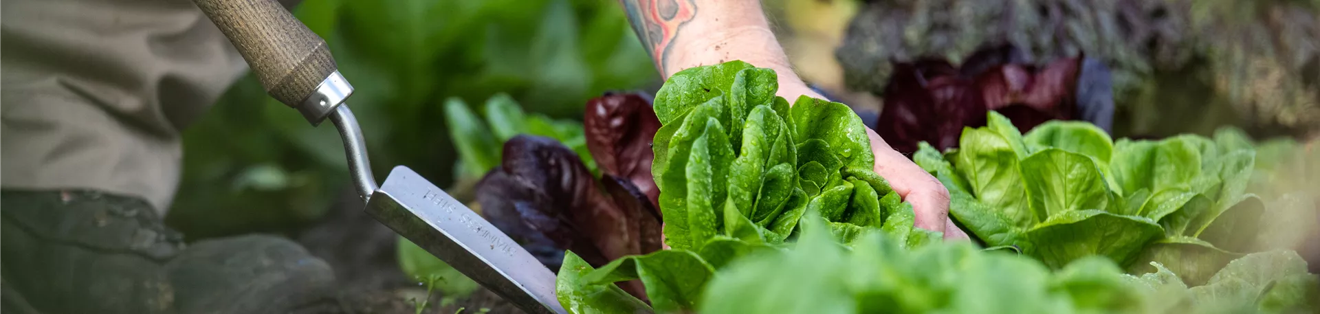 Gartengeräte - Salat ausstechen