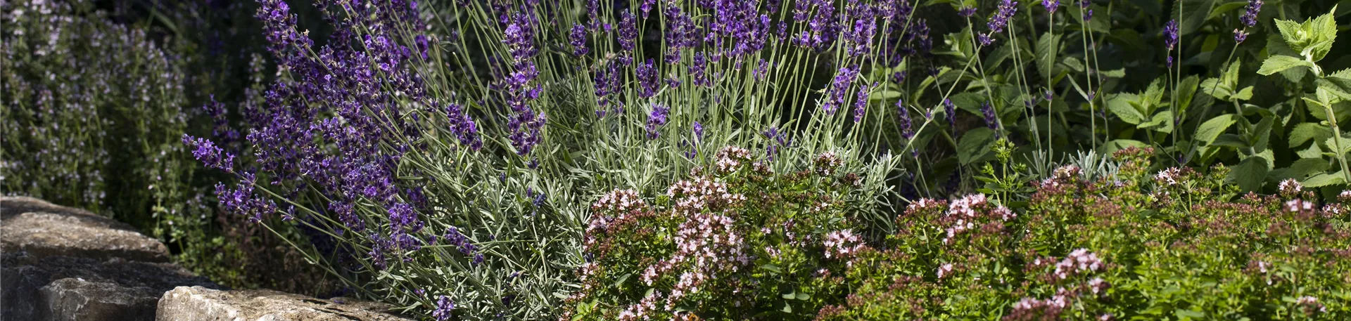 Steingarten mit Lavendel