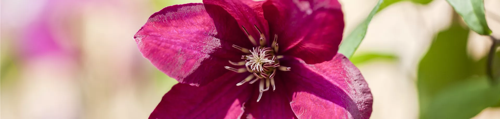 Clematis, rot