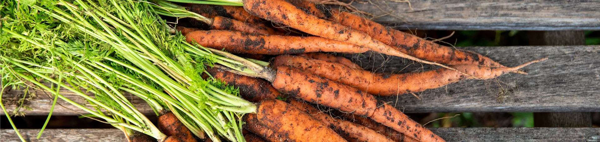 Gemüseernte - Karotten