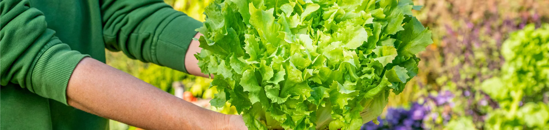 Gemüseernte - Salat