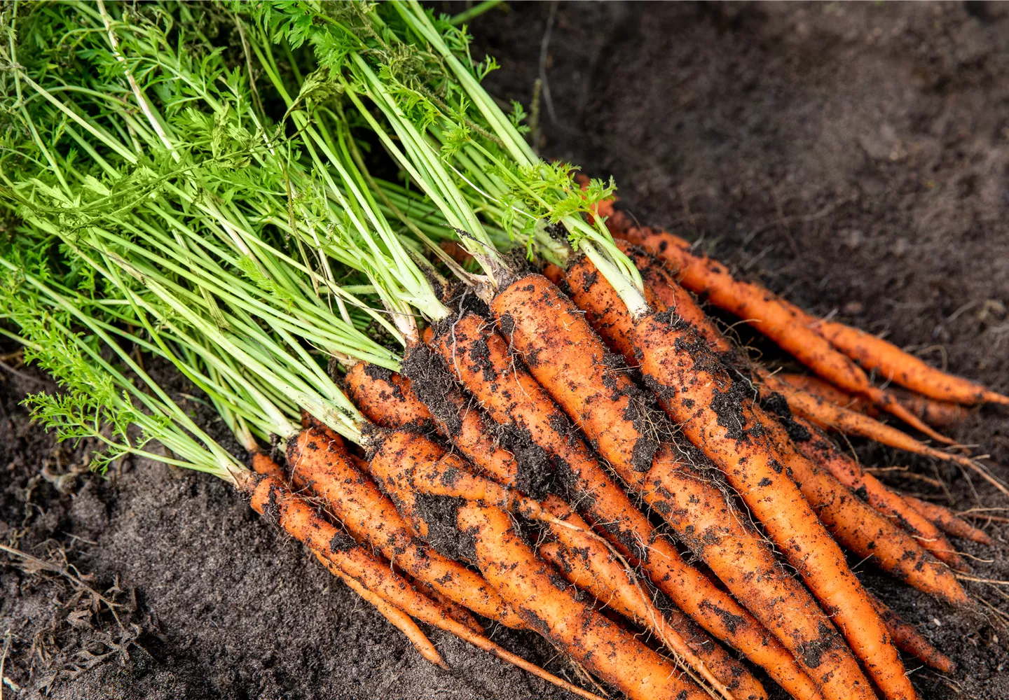 Gemüseernte - Karotten