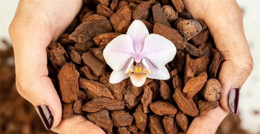 Orchideenerde bietet die perfekte Grundlage für deine Orchideen