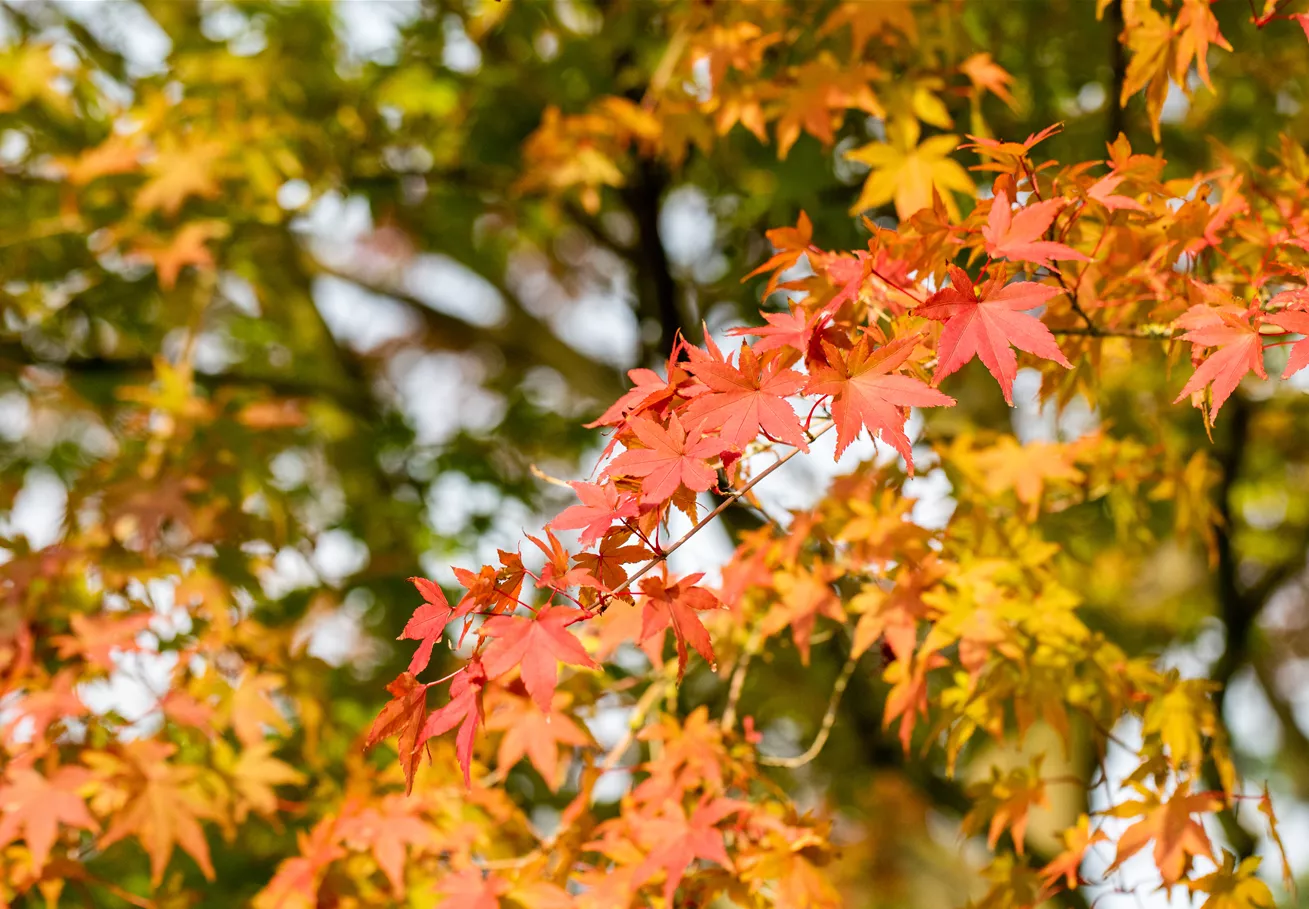 Ahorn - Herbstfärbung
