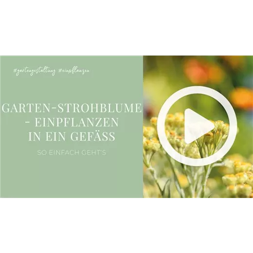 Garten-Strohblume - Einpflanzen in ein Gefäß Garten-Strohblume - Einpflanzen in ein Gefäß