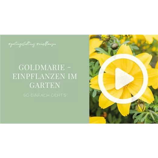 Goldmarie - Einpflanzen im Garten Goldmarie - Einpflanzen im Garten
