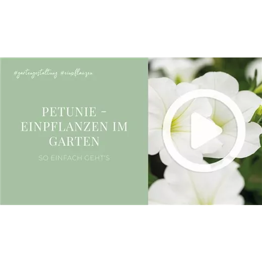 Petunie - Einpflanzen im Garten Petunie - Einpflanzen im Garten