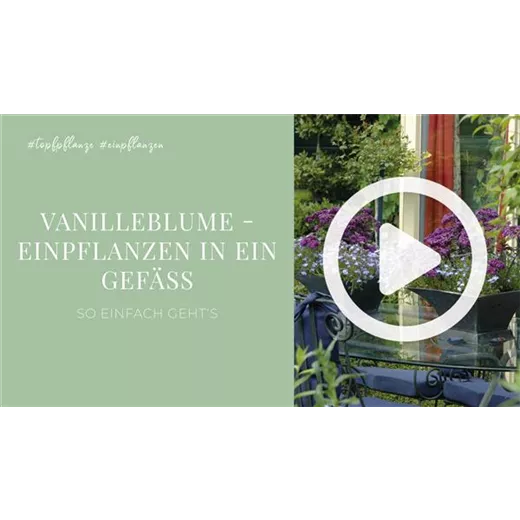 Vanilleblume - Einpflanzen in ein Gefäß Vanilleblume - Einpflanzen in ein Gefäß