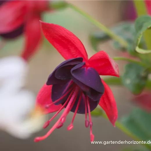 Fuchsie Fuchsie