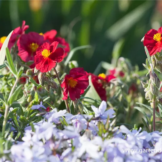 Garten-Sonnenröschen 'Supreme' Garten-Sonnenröschen 'Supreme'