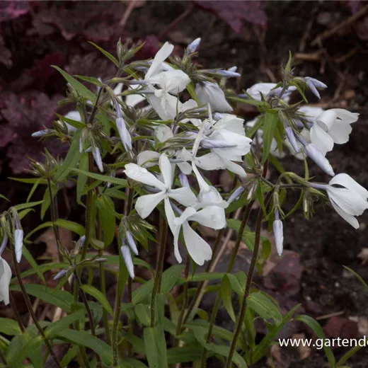 Phlox divaricata 'White Perfume' Phlox divaricata 'White Perfume'
