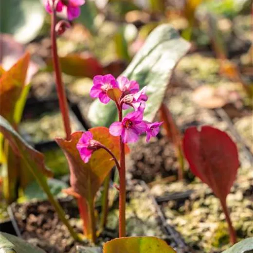 Bergenia cordifolia 'Morgenröte' Bergenia cordifolia 'Morgenröte'