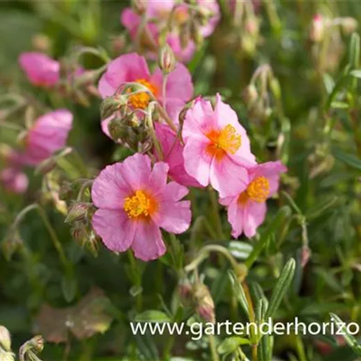 Garten-Sonnenröschen 'Lawrenson´s Pink' Garten-Sonnenröschen 'Lawrenson´s Pink'