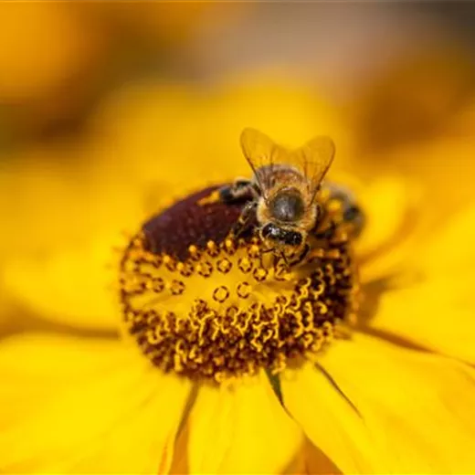 Bienenfreundliches Saatgut Bienenfreundliches Saatgut