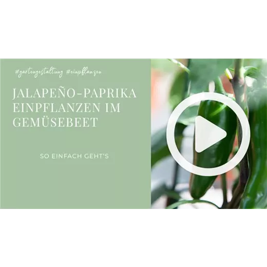 Jalapeno Paprika- Einpflanzen im Gemüsebeet Jalapeno Paprika- Einpflanzen im Gemüsebeet