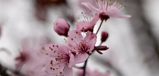 Prunus cerasifera 'Nigra'