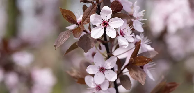 Prunus cerasifera 'Nigra'