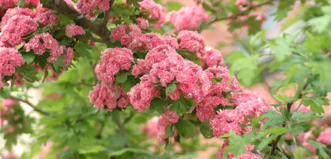 Crataegus laevigata 'Paul´s Scarlet'