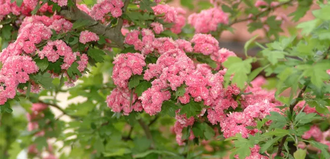 Crataegus laevigata 'Paul´s Scarlet'