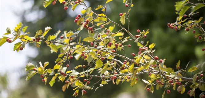 Crataegus monogyna