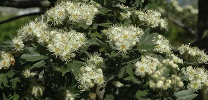 Crataegus monogyna