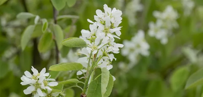 Amelanchier alnifolia