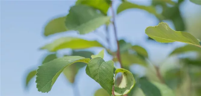 Amelanchier alnifolia