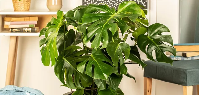 Monstera deliciosa