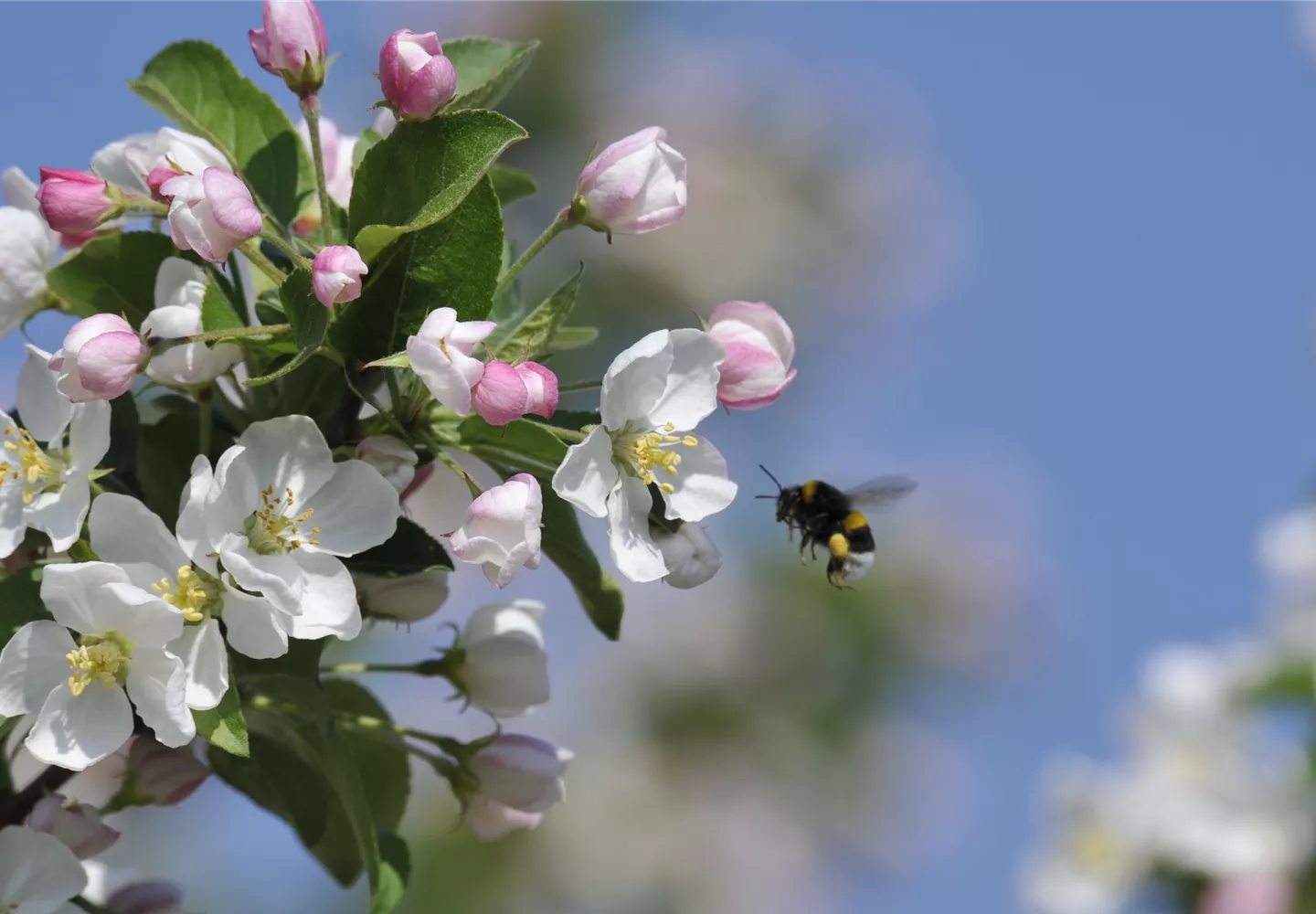 Hummel an Apfelblüte