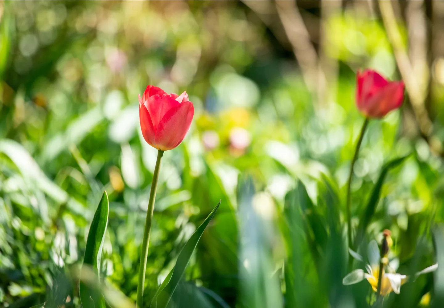 Tulipa, rot