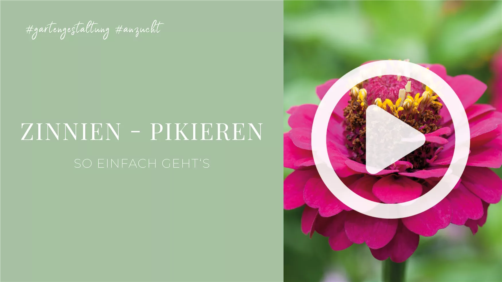 Zinnien - Pikieren