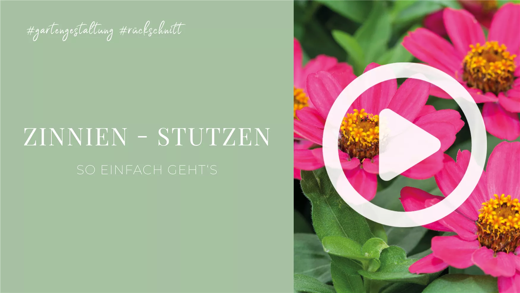 Zinnien - Stutzen