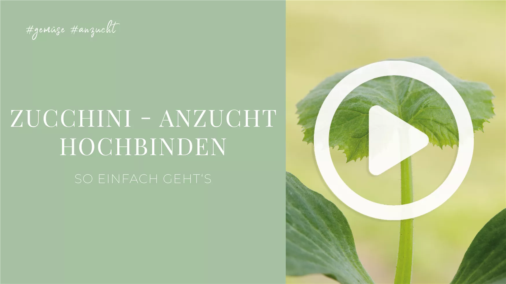 Zucchini - Anzucht Hochbinden