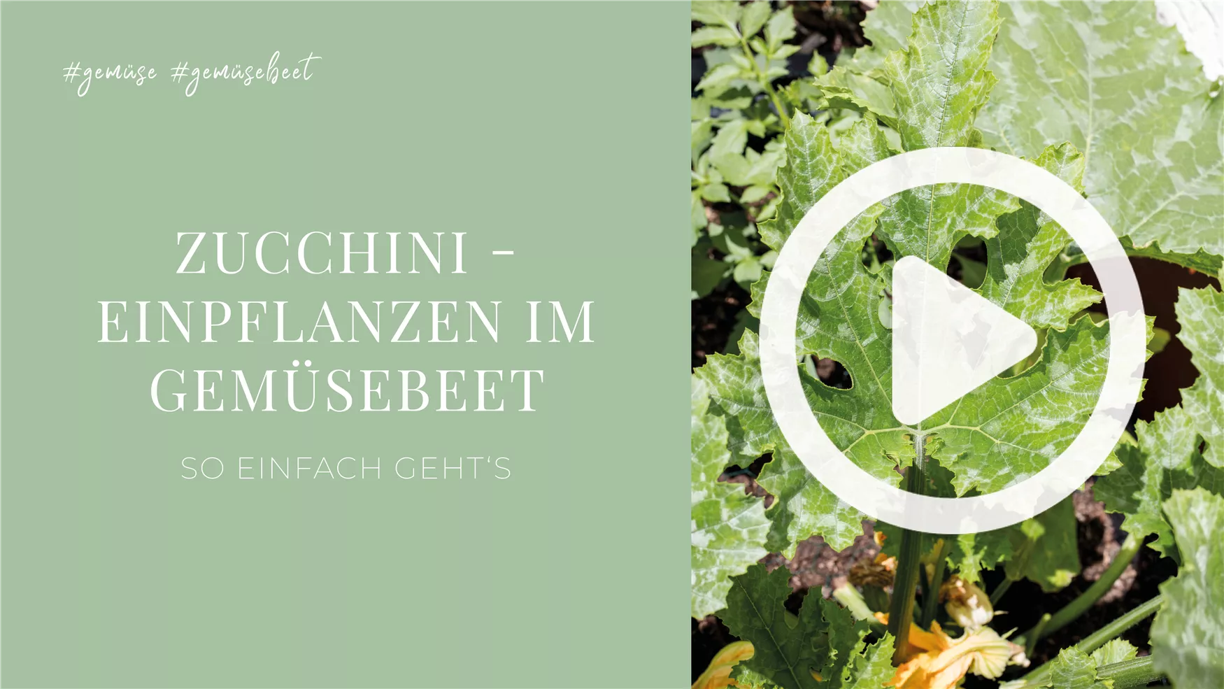 Zucchini - Einpflanzen im Gemüsebeet